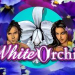 White Orchid